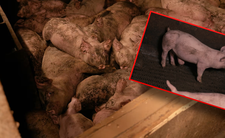 Nagrania z fermy świń w Devon