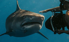 Atak rekina w Australii