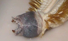 Złota pierścienica morska, Eulagisca Gigantea