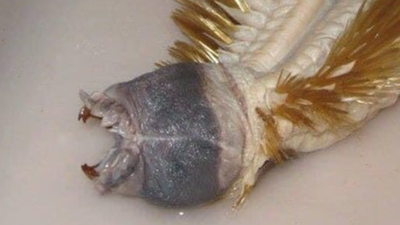 Złota pierścienica morska, Eulagisca Gigantea