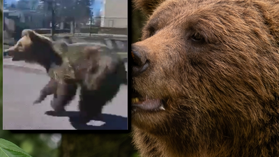 Atak niedźwiedzia na Słowacji. Wiele osób rannych