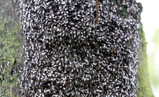 Owady w Polsce, skupieniec lipowy