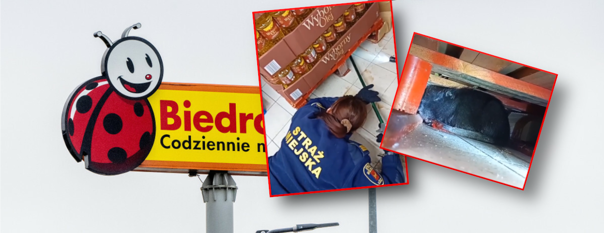 Szczurobóbr w Biedronce