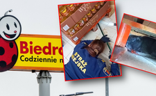 Szczurobóbr w Biedronce