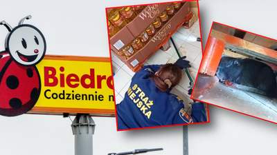 Szczurobóbr w Biedronce