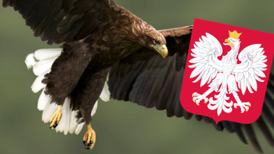 Czy bielik jest orłem?