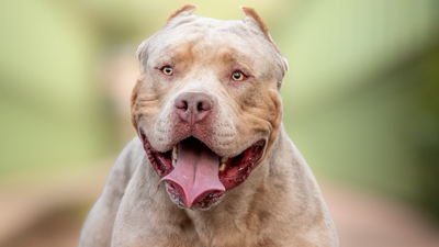 Psy American XL Bully zakazane. Kolejny kraj zdecydował.