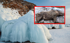 Syberia, nosorożec włochaty