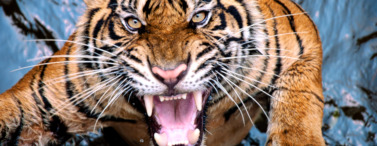 Atak tygrysa w zoo, tragedia