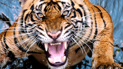 Atak tygrysa w zoo, tragedia