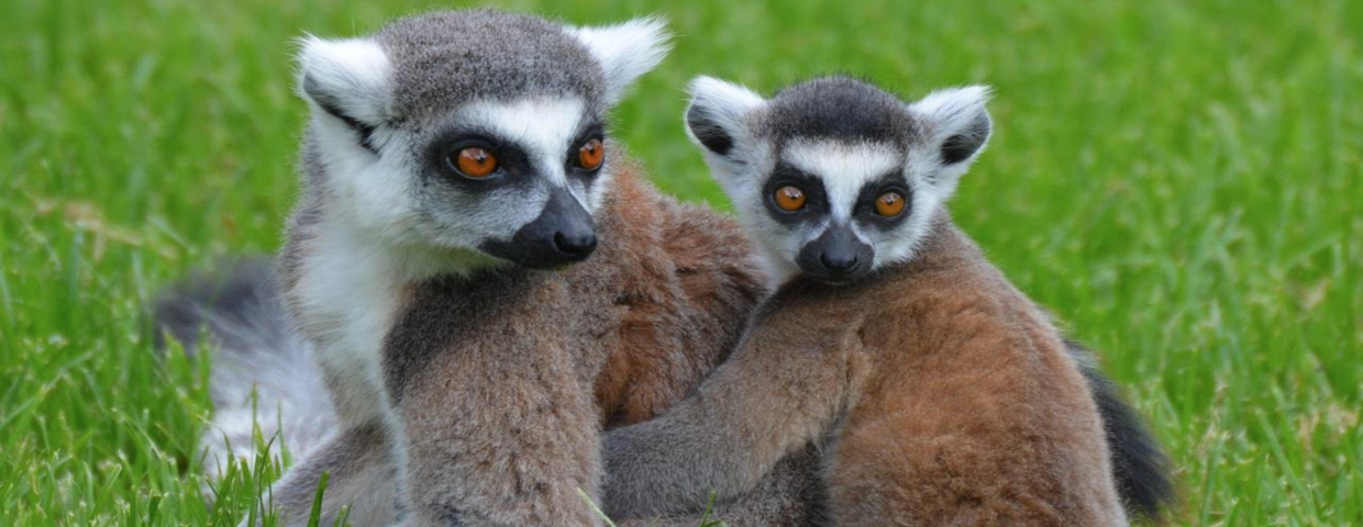 Wysoki popyt na mięso lemurów