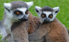 Wysoki popyt na mięso lemurów