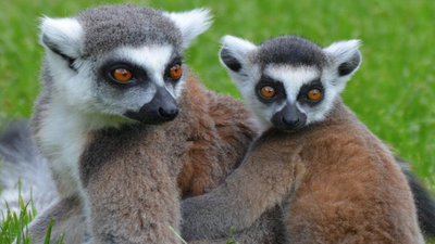 Wysoki popyt na mięso lemurów