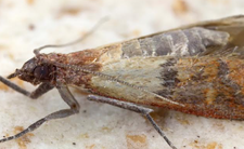Mol spożywczy (Plodia interpunctella)