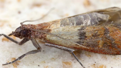 Mol spożywczy (Plodia interpunctella)