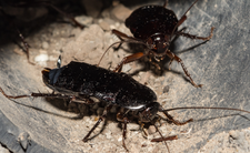 Karaluchy na Wyspach Kanaryjskich