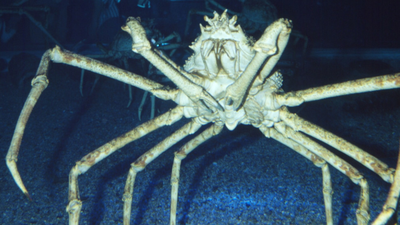 Największy krab świata. To słynny potwór morski z Japonii?