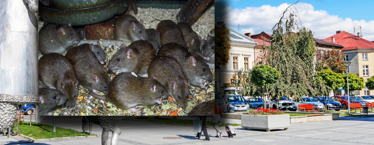 Podhale i Nowy Targ kontra szczury.