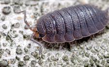 Prosionek szorstki - skorupiak czy owad? Lubi ciężki metal