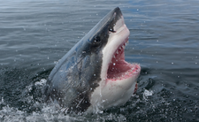 Znowu atak rekina. Jednak to rekiny są zagrożone