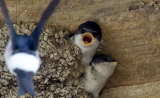 Grozi mu więzienie za zrzucenie gniazda