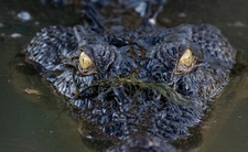 Krokodyl różańcowy