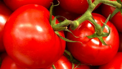 Pestycydy na pomidorach