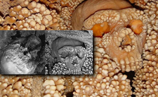 Człowiek z Altamury, odkrycie archeologiczne