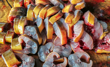 Węgorz, ryba zamiast łososia