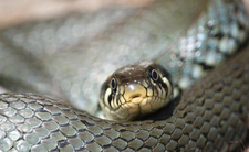 Gdy spotkasz tego węża, od razu odejdź