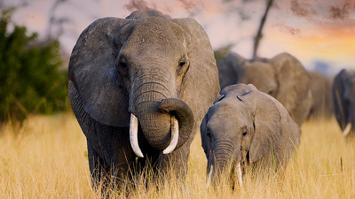 Chcą pozbyć się słoni z Afryki. Botswana: "Wyślemy do Niemiec"
