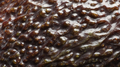 Awokado - wartości odżywcze i korzyści zdrowotne