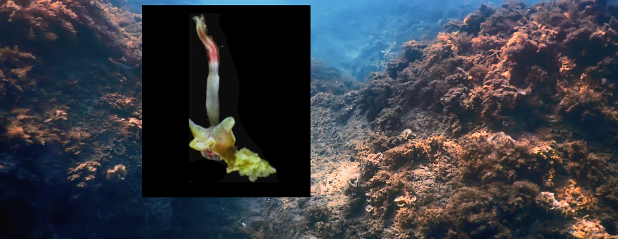 Osedax sp., robaki zombie w oceanie