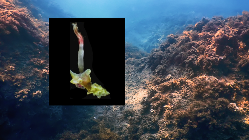 Osedax sp., robaki zombie w oceanie