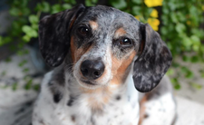 Co to znaczy, gdy pies za tobą chodzi?