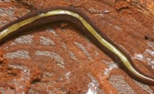 Plaga w Europie, glisty Caenoplana variegata