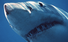 Rekiny znikają. Liczba rekinów na świecie spada. Ataki rekinów coraz rzadsze