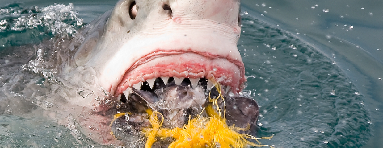 Atak rekina, plaże w Tajlandii