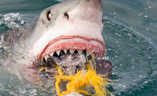 Atak rekina, plaże w Tajlandii