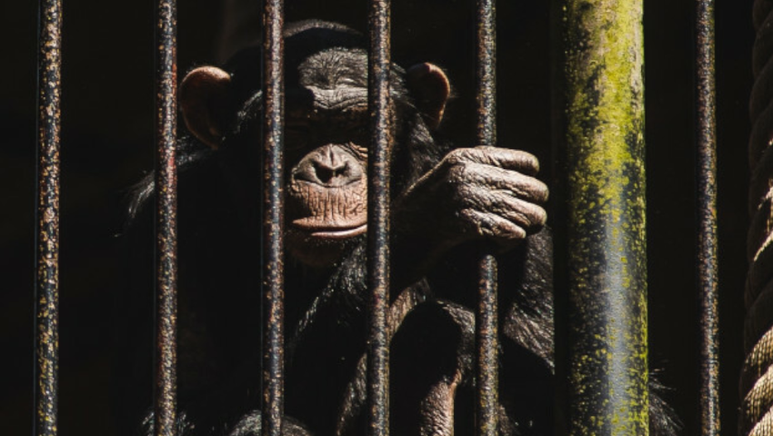 Dziwne zachowanie szympansów. Ukrywają dramat w zoo?