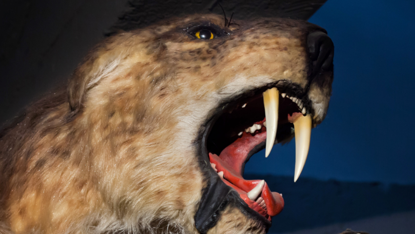 Tygrys szablozębny Smilodon populator 