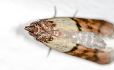 Mole spożywcze, jak się ich pozbyć, skąd się biorą