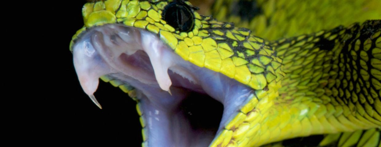 Vasuki indicus, najdłuższy wąż świata