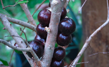 Aronia, zdrowe owoce