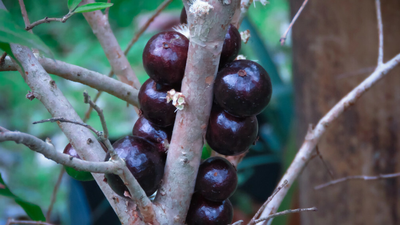 Aronia, zdrowe owoce