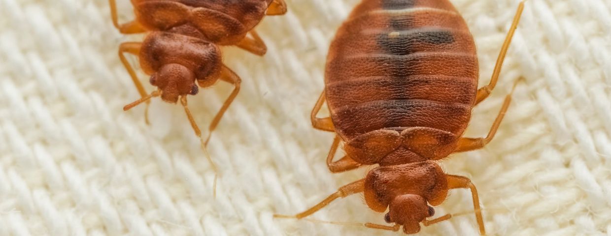 Ciechocinek, pluskwy i ugryzienia