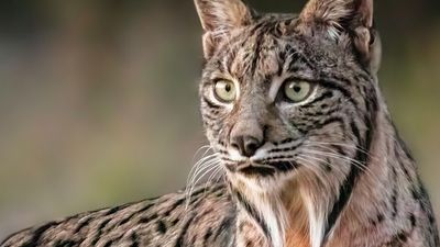 Ryś iberyjski już nie jest zagrożony