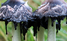 Czernidłak kołpakowaty (Coprinus comatus) 