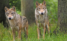 Wilki w województwie łódzkim się odradzają