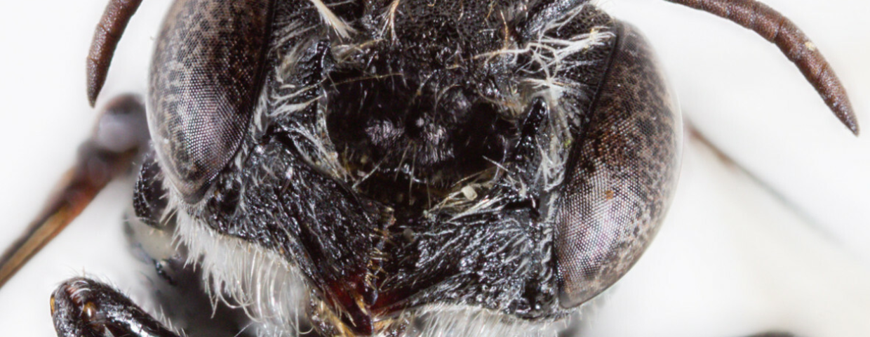 Nowy gatunek pszczoły Megachile lucifer 